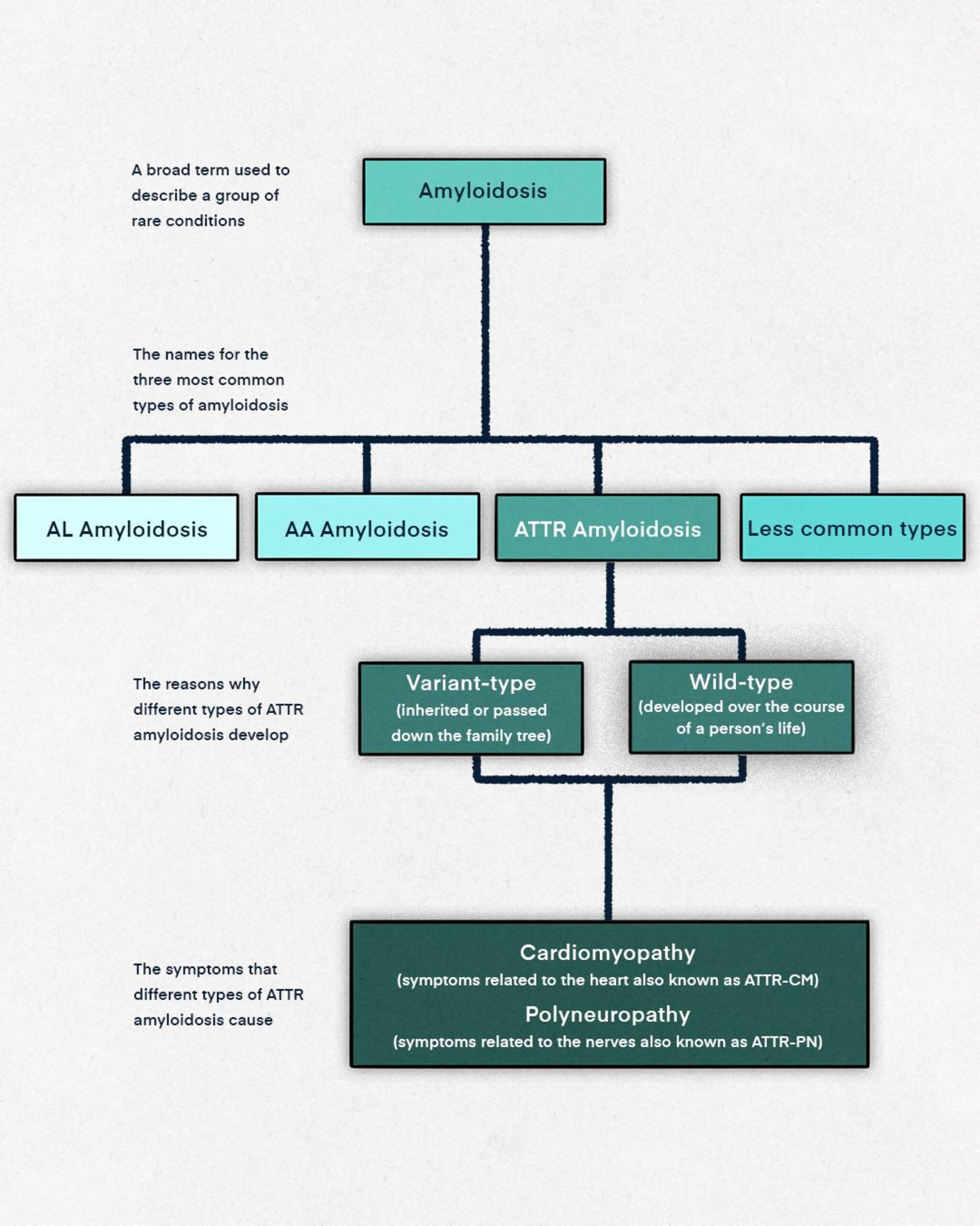 Depending on where the amyloid deposits build up, they can lead to different symptoms and conditions, including ATTR-CM and ATTR-PN.