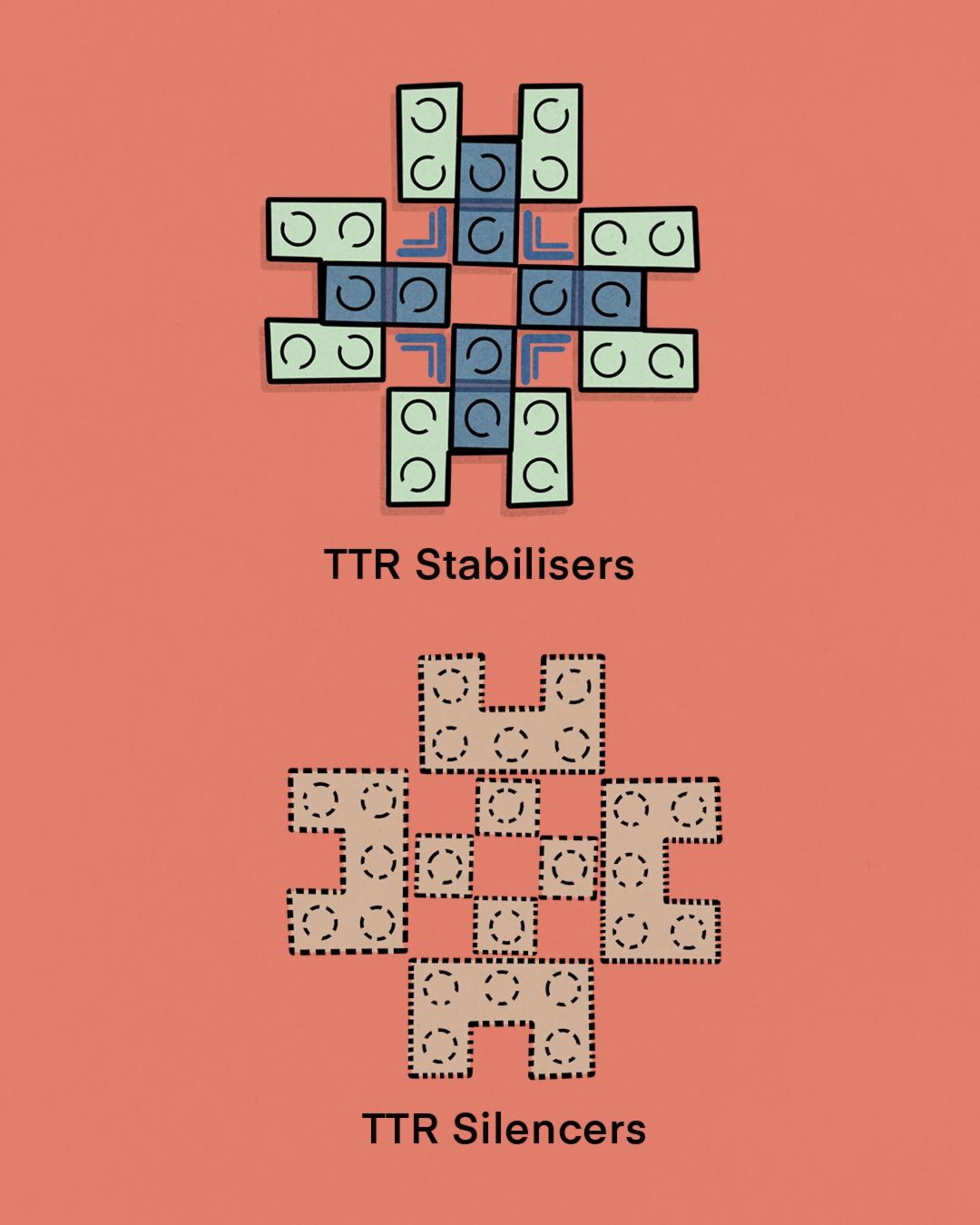 There are two types of treatment that help slow down the condition over time, either by stopping the TTR protein from breaking apart into pieces (stabilisers) or reducing the production of TTR protein (silencers).
