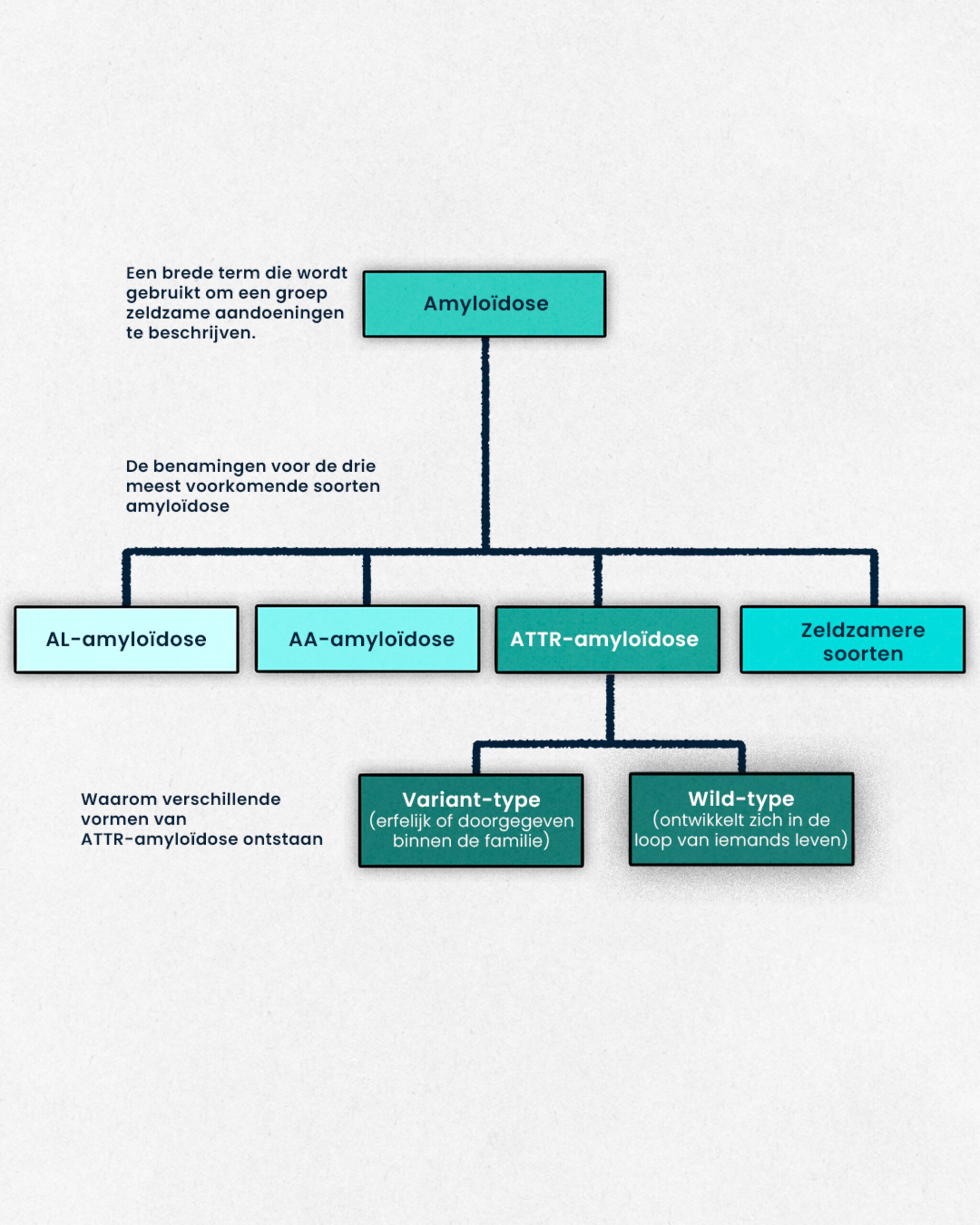 Er zijn twee typen ATTR-amyloïdose – varianttype en wildtype.